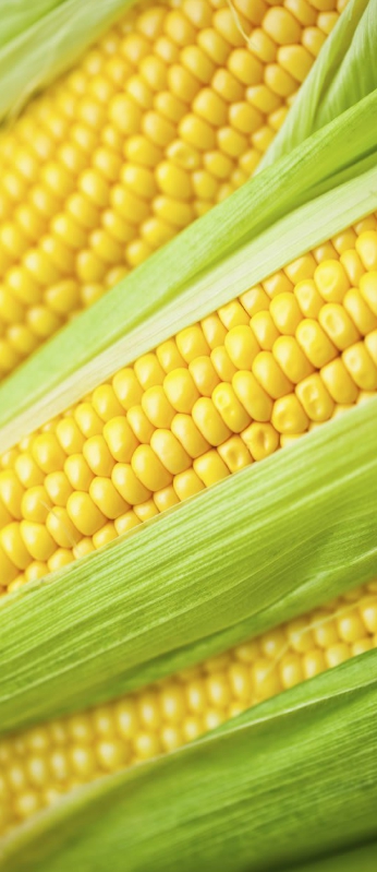 CORN